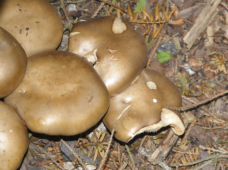 Fungo d''oltre manica